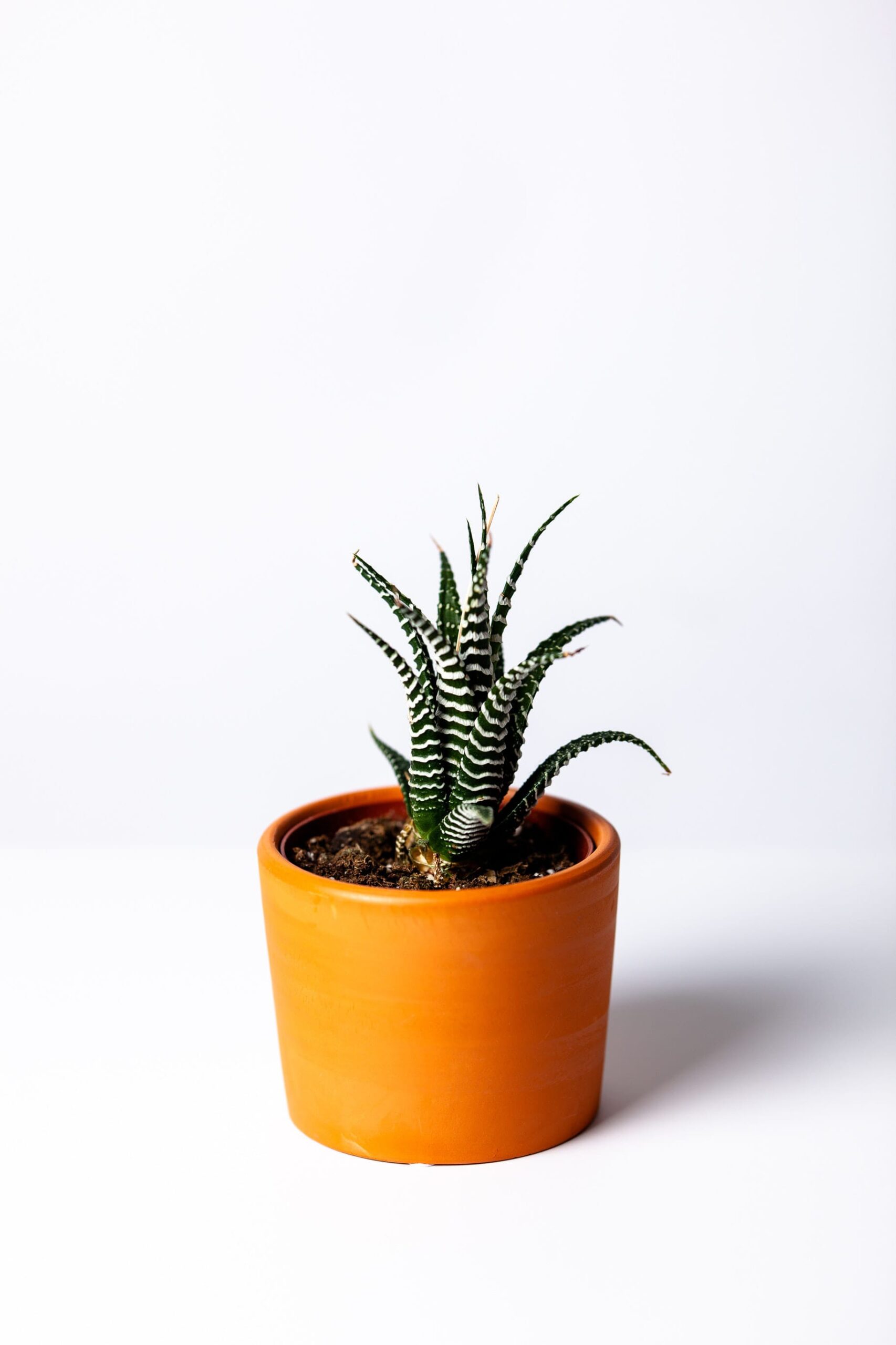 agave-botanical-botany-1533960-min